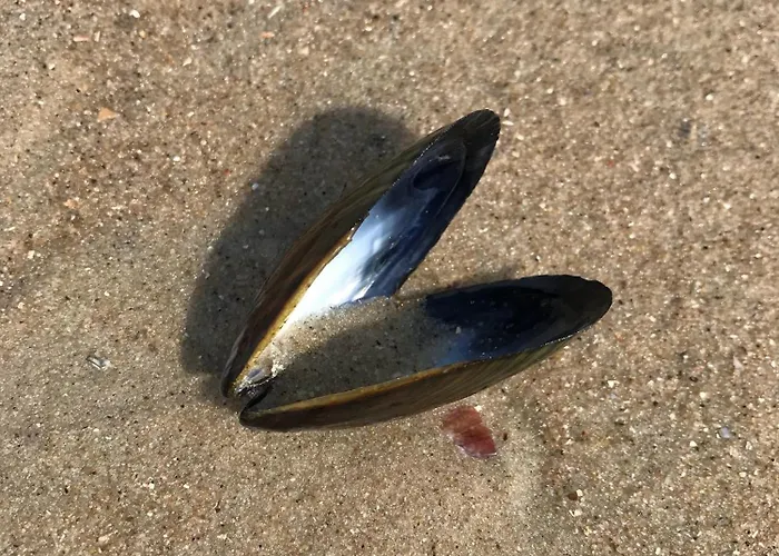 Eschen's Blick * Aurich